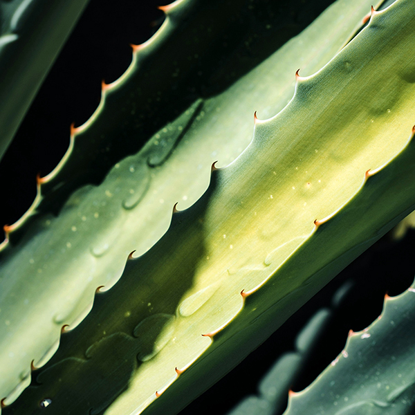 Natural ingredients - aloe vera