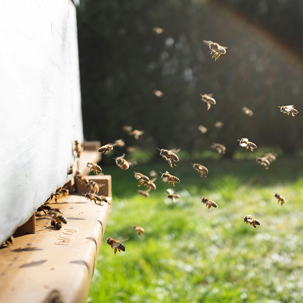 Natural ingredients - bees on honeycomb